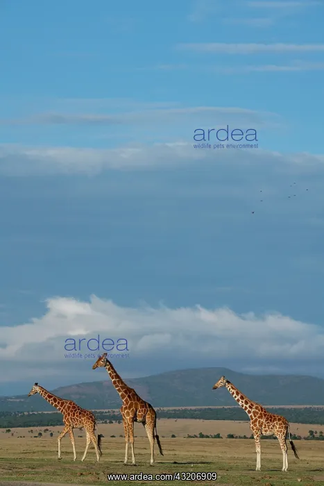 : Africa, Kenya, Northern Frontier District, Ol Pejeta : Africa, Kenya, Northern Frontier District, Ol Pejeta