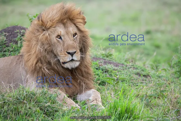 : Africa, Kenya, Northern Serengeti Plains, Maasai : Africa, Kenya, Northern Serengeti Plains, Maasai