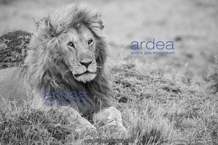 : Africa, Kenya, Northern Serengeti Plains, Maasai : Africa, Kenya, Northern Serengeti Plains, Maasai