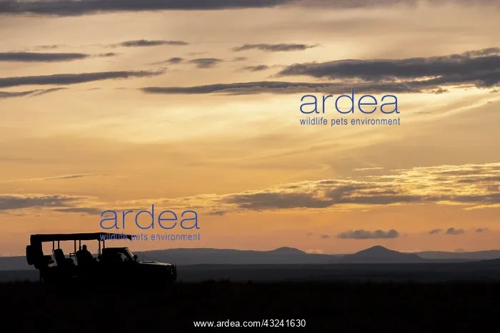: Africa, Kenya, Northern Serengeti Plains, Maasai : Africa, Kenya, Northern Serengeti Plains, Maasai