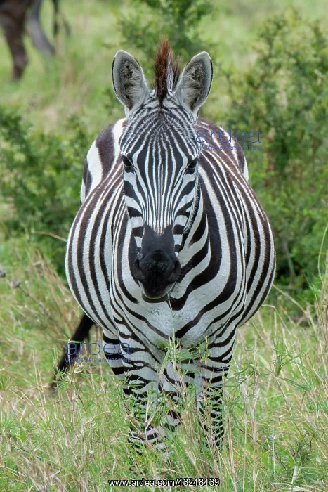 : Africa, Kenya, Northern Serengeti Plains, Maasai : Africa, Kenya, Northern Serengeti Plains, Maasai