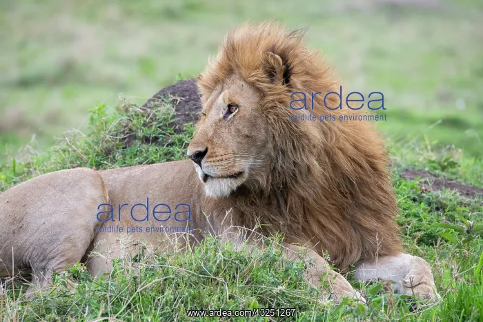 : Africa, Kenya, Northern Serengeti Plains, Maasai : Africa, Kenya, Northern Serengeti Plains, Maasai