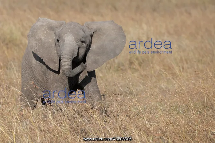 : Africa, Kenya, Ol Pejeta Conservancy. Baby African elephant : Africa, Kenya, Ol Pejeta Conservancy. Baby African elephant