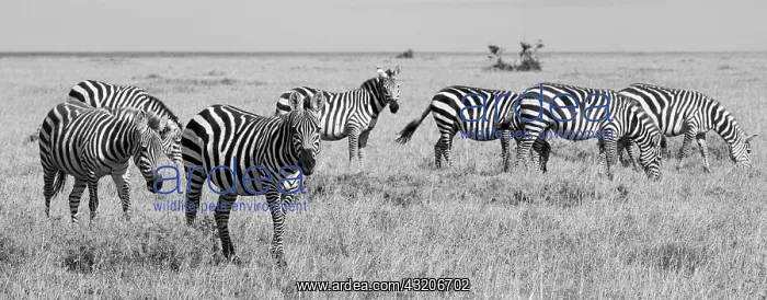 : Africa, Kenya, Ol Pejeta Conservancy. Herd of Bruchell's : Africa, Kenya, Ol Pejeta Conservancy. Herd of Bruchell's