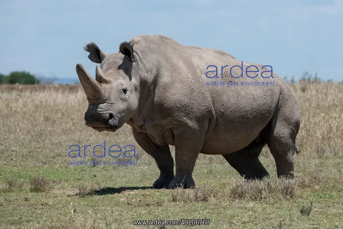 : Africa, Kenya, Ol Pejeta Conservancy, one of the : Africa, Kenya, Ol Pejeta Conservancy, one of the