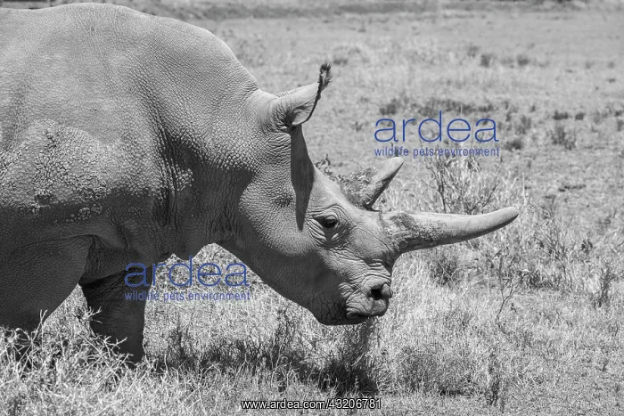: Africa, Kenya. Ol Pejeta Conservancy, one of last : Africa, Kenya. Ol Pejeta Conservancy, one of last