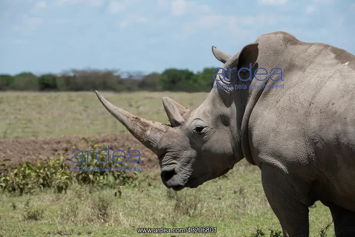 : Africa, Kenya, Ol Pejeta Conservancy. One the last : Africa, Kenya, Ol Pejeta Conservancy. One the last