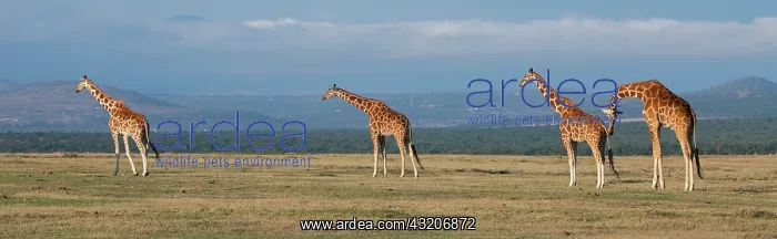 : Africa, Kenya, Ol Pejeta Conservancy. Herd of Reticulated : Africa, Kenya, Ol Pejeta Conservancy. Herd of Reticulated