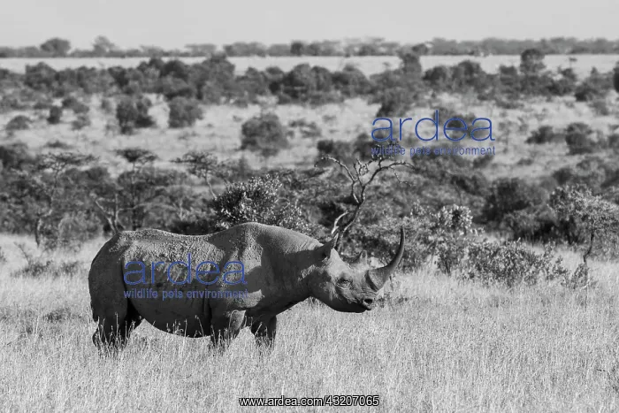 : Africa, Kenya, Ol Pejeta Conservancy. Black rhinoceros : Africa, Kenya, Ol Pejeta Conservancy. Black rhinoceros