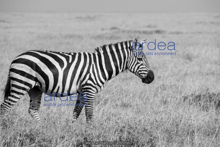 : Africa, Kenya, Ol Pejeta Conservancy. Bruchell's : Africa, Kenya, Ol Pejeta Conservancy. Bruchell's