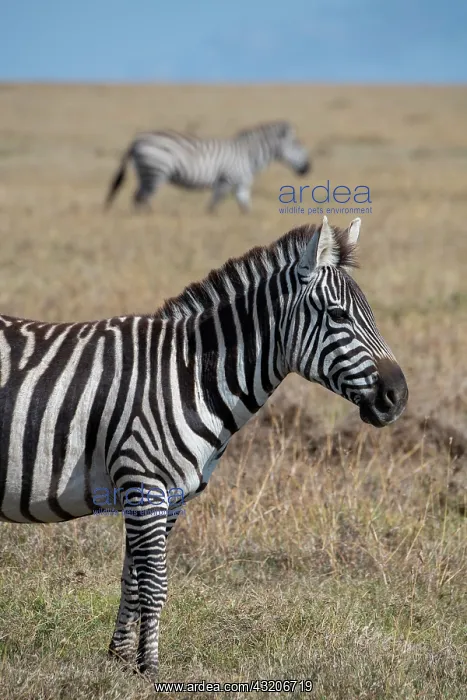 : Africa, Kenya, Ol Pejeta Conservancy. Bruchell's : Africa, Kenya, Ol Pejeta Conservancy. Bruchell's