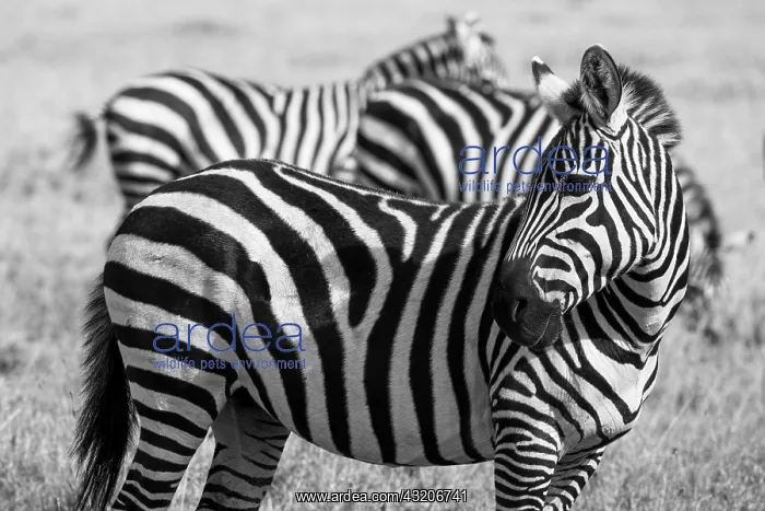  : Africa, Kenya, Ol Pejeta Conservancy. Bruchell's