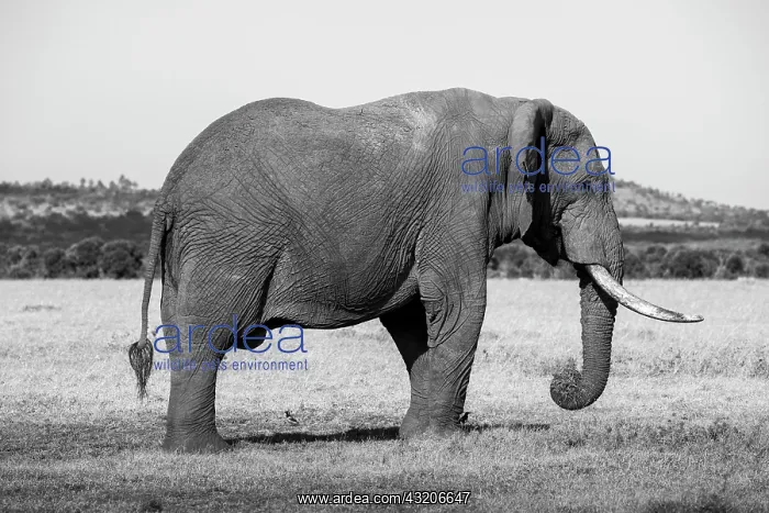 : Africa, Kenya, Ol Pejeta Conservancy. Lone bull : Africa, Kenya, Ol Pejeta Conservancy. Lone bull