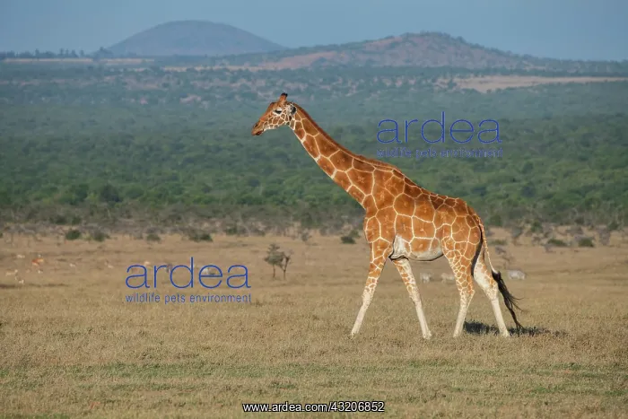 : Africa, Kenya, Ol Pejeta Conservancy. Reticulated : Africa, Kenya, Ol Pejeta Conservancy. Reticulated