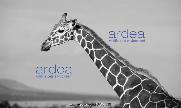 : Africa, Kenya, Ol Pejeta Conservancy. Reticulated : Africa, Kenya, Ol Pejeta Conservancy. Reticulated