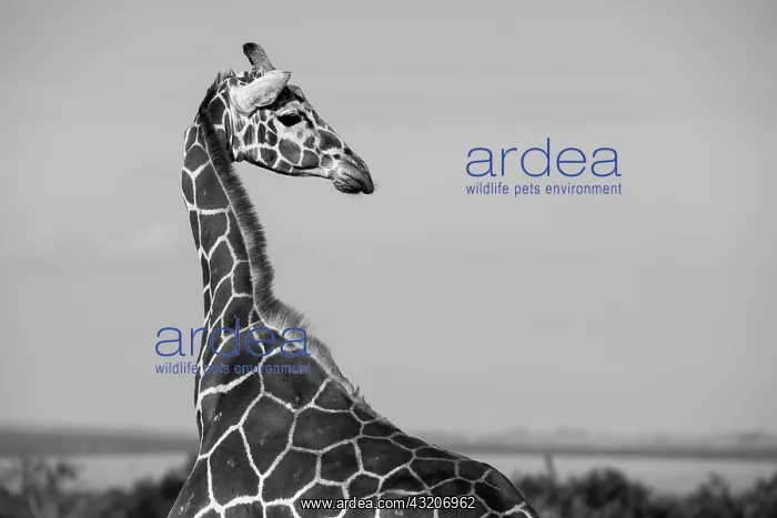 : Africa, Kenya, Ol Pejeta Conservancy. Reticulated : Africa, Kenya, Ol Pejeta Conservancy. Reticulated