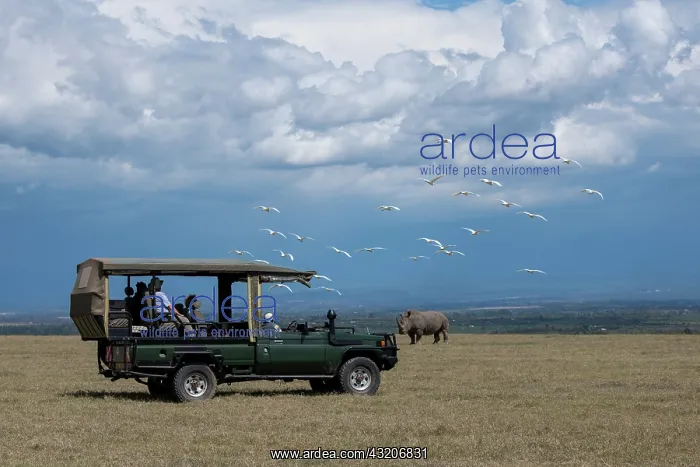 : Africa, Kenya, Ol Pejeta Conservancy. Safari jeep : Africa, Kenya, Ol Pejeta Conservancy. Safari jeep