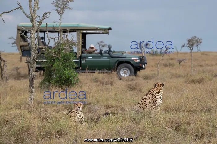 : Africa, Kenya, Ol Pejeta Conservancy. Safari jeep : Africa, Kenya, Ol Pejeta Conservancy. Safari jeep