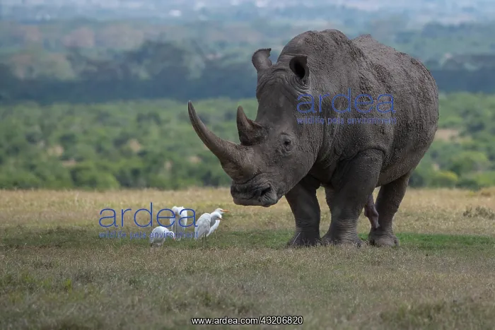 : Africa, Kenya, Ol Pejeta. Southern white rhinoceros : Africa, Kenya, Ol Pejeta. Southern white rhinoceros