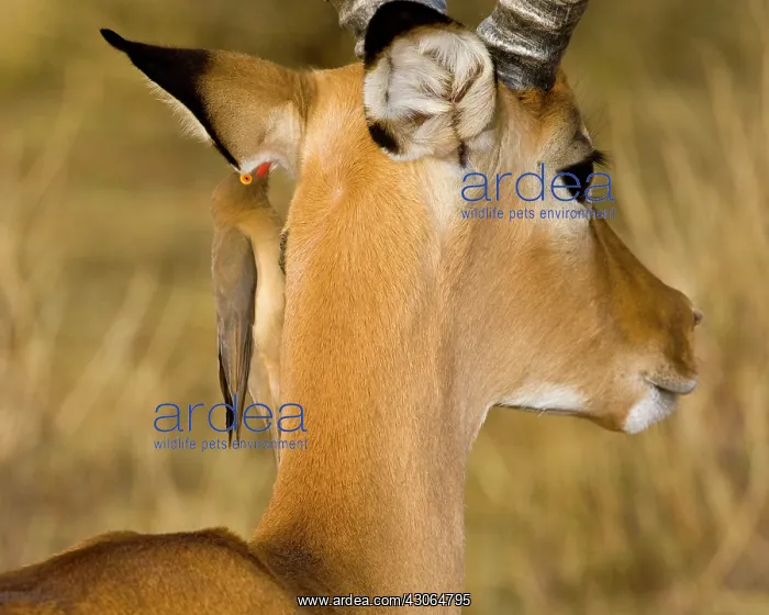 : Africa. Kenya. Red-billed Oxpecker cleans : Africa. Kenya. Red-billed Oxpecker cleans