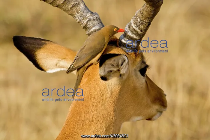: Africa. Kenya. Red-billed Oxpecker cleans : Africa. Kenya. Red-billed Oxpecker cleans