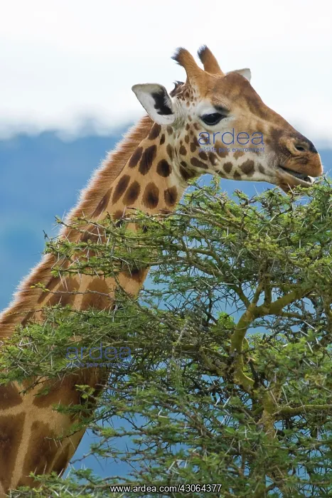 : Africa. Kenya. Rothschild's Giraffe at Lake : Africa. Kenya. Rothschild's Giraffe at Lake