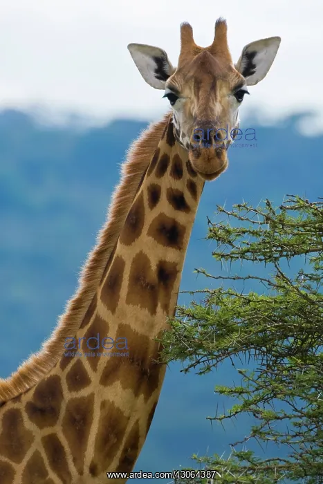 : Africa. Kenya. Rothschild's Giraffe at Lake : Africa. Kenya. Rothschild's Giraffe at Lake