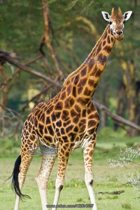 : Africa. Kenya. Rothschild's Giraffe at Lake : Africa. Kenya. Rothschild's Giraffe at Lake
