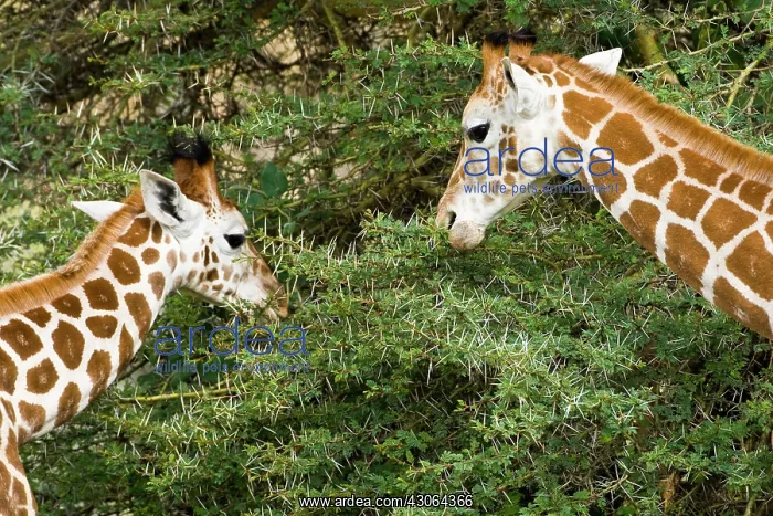 : Africa. Kenya. Rothschild's Giraffes at : Africa. Kenya. Rothschild's Giraffes at