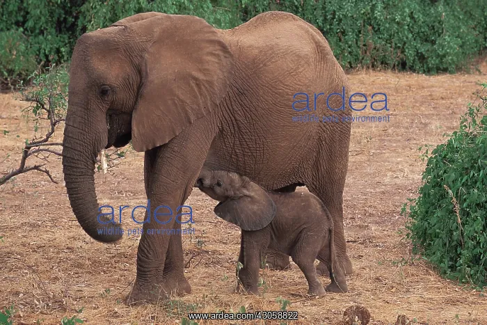 : AFRICA, Kenya, Samburu African Elephants : AFRICA, Kenya, Samburu African Elephants