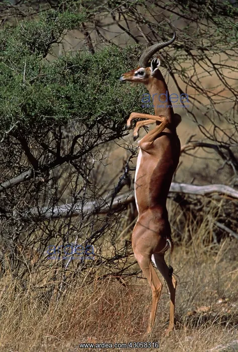 : Africa, Kenya, Samburu National Park. A gerenuk : Africa, Kenya, Samburu National Park. A gerenuk