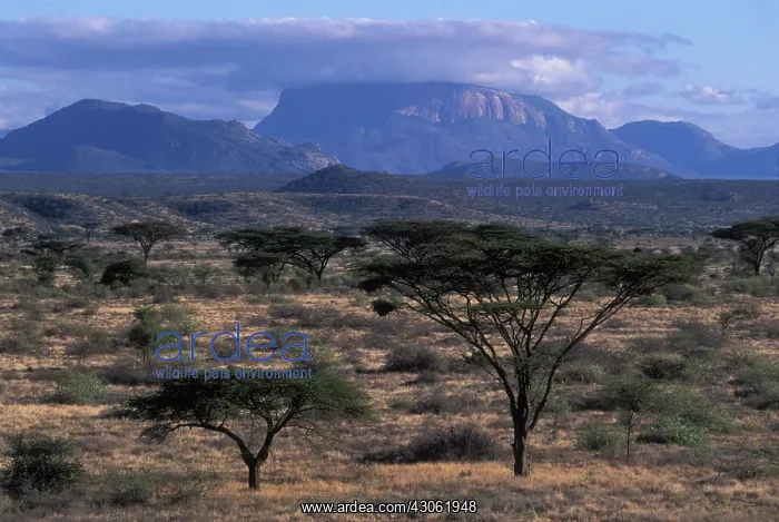 : Africa, Kenya, Samburu National Reserve : Africa, Kenya, Samburu National Reserve