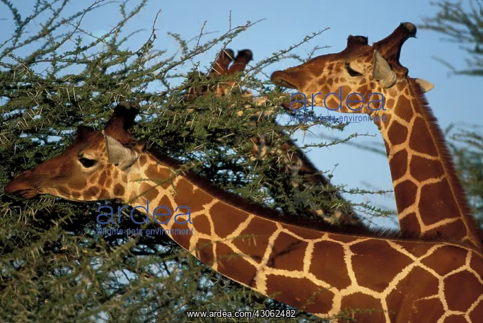 : Africa, Kenya, Samburu National Reserve : Africa, Kenya, Samburu National Reserve
