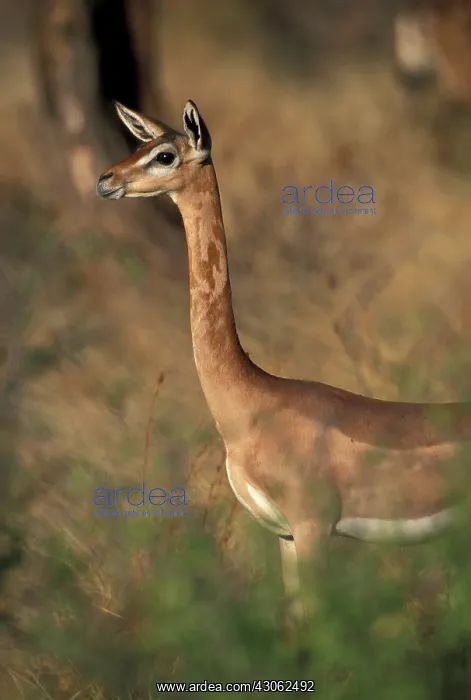 : Africa, Kenya, Samburu National Reserve : Africa, Kenya, Samburu National Reserve