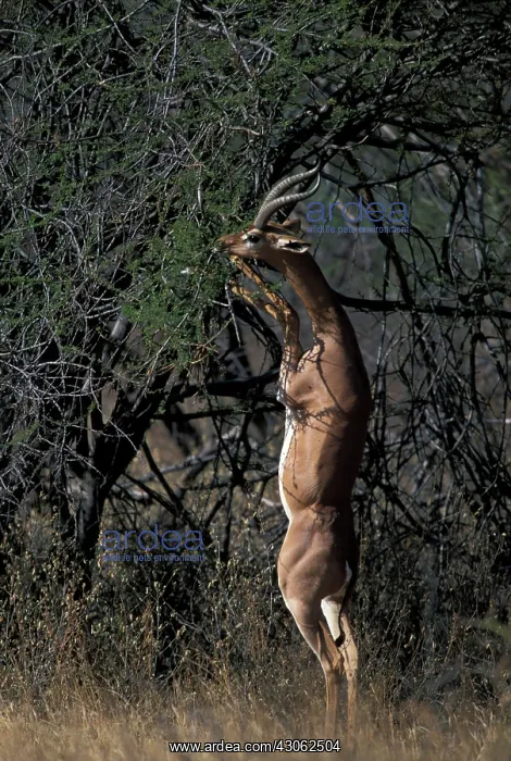 : Africa, Kenya, Samburu National Reserve : Africa, Kenya, Samburu National Reserve