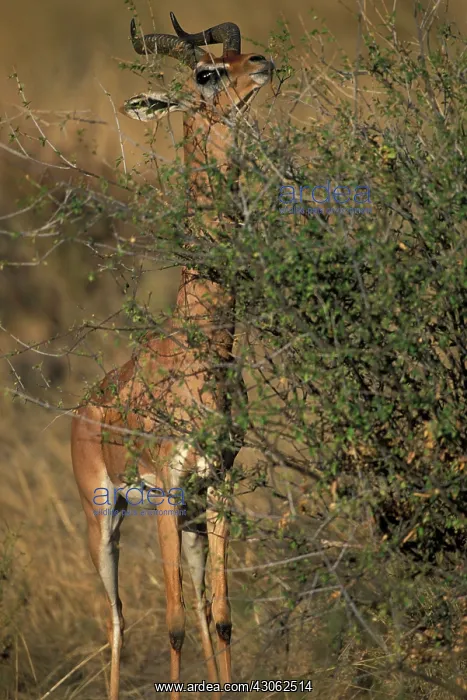 : Africa, Kenya, Samburu National Reserve : Africa, Kenya, Samburu National Reserve