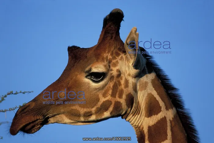 : Africa, Kenya, Samburu National Reserve : Africa, Kenya, Samburu National Reserve