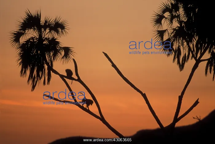 : Africa, Kenya, Samburu National Reserve : Africa, Kenya, Samburu National Reserve