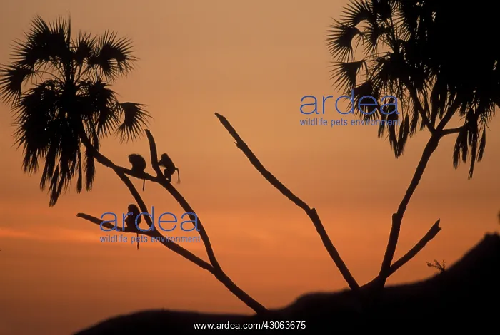 : Africa, Kenya, Samburu National Reserve : Africa, Kenya, Samburu National Reserve