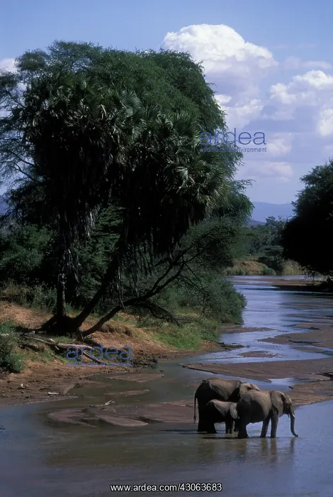 : Africa, Kenya, Samburu National Reserve : Africa, Kenya, Samburu National Reserve