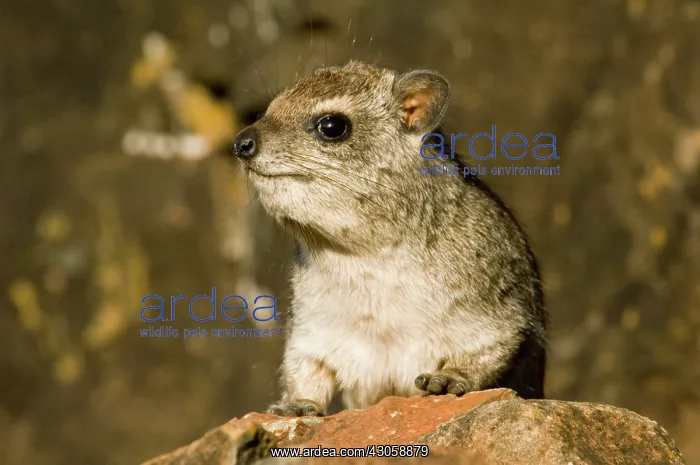 : Africa, Kenya, Samburuland, hyrax : Africa, Kenya, Samburuland, hyrax