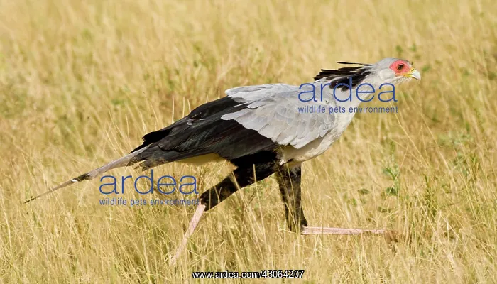 : Africa. Kenya. Secretary Bird at Samburu : Africa. Kenya. Secretary Bird at Samburu