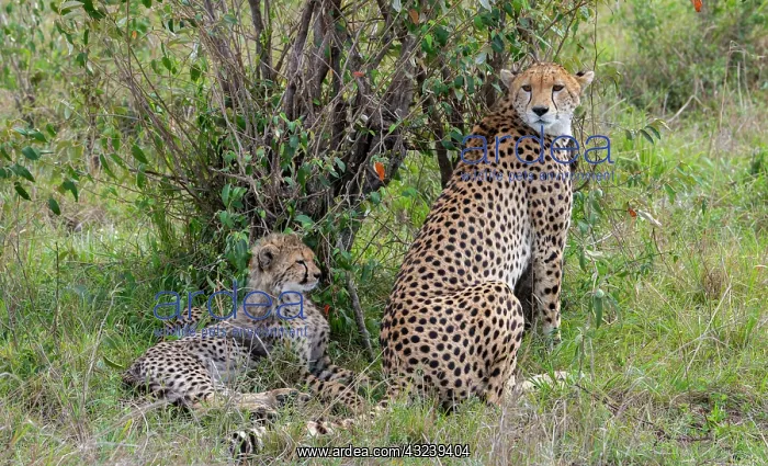 : Africa, Kenya, Serengeti, Maasai Mara. Female cheetah : Africa, Kenya, Serengeti, Maasai Mara. Female cheetah