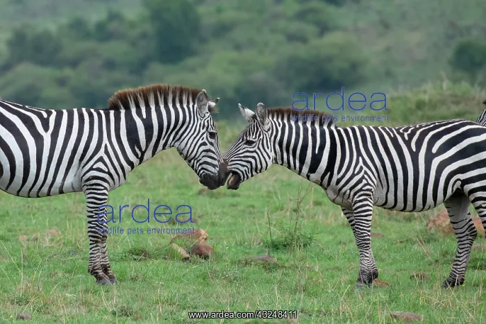 : Africa, Kenya, Serengeti, Maasai Mara. Plains zebra : Africa, Kenya, Serengeti, Maasai Mara. Plains zebra