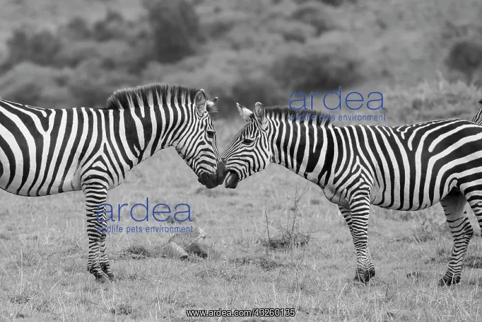 : Africa, Kenya, Serengeti, Maasai Mara. Plains zebra : Africa, Kenya, Serengeti, Maasai Mara. Plains zebra