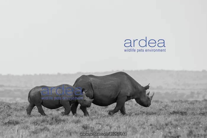 : Africa, Kenya, Serengeti, Maasai Mara. Black rhinoceros : Africa, Kenya, Serengeti, Maasai Mara. Black rhinoceros