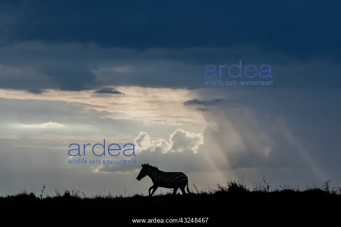 : Africa, Kenya, Serengeti, Maasai Mara. Burchell's : Africa, Kenya, Serengeti, Maasai Mara. Burchell's