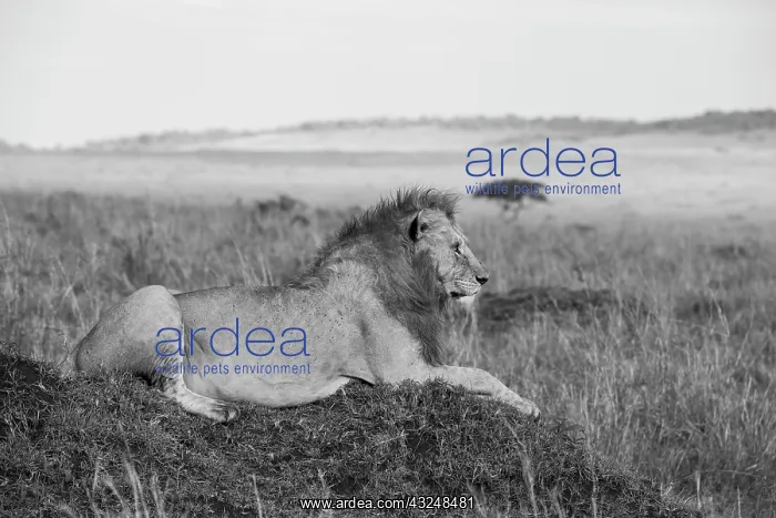 : Africa, Kenya, Serengeti, Maasai Mara. Young male : Africa, Kenya, Serengeti, Maasai Mara. Young male