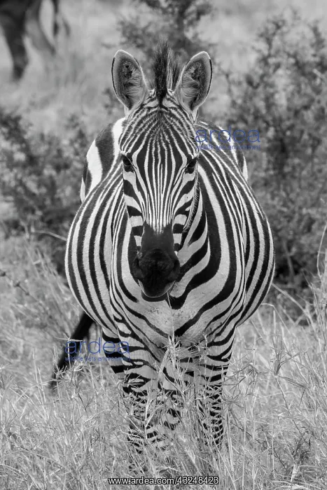 : Africa, Kenya, Serengeti Plains, Maasai Mara. Plains : Africa, Kenya, Serengeti Plains, Maasai Mara. Plains