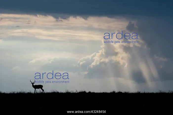  : Africa, Kenya, Serengeti Plains, Maasai Mara. Impala